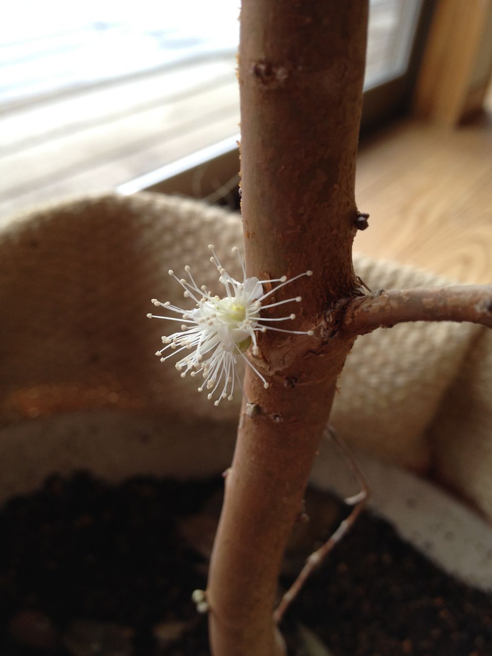 不思議フルーツ ジャボチカバ まつのblog We Like Vegetables