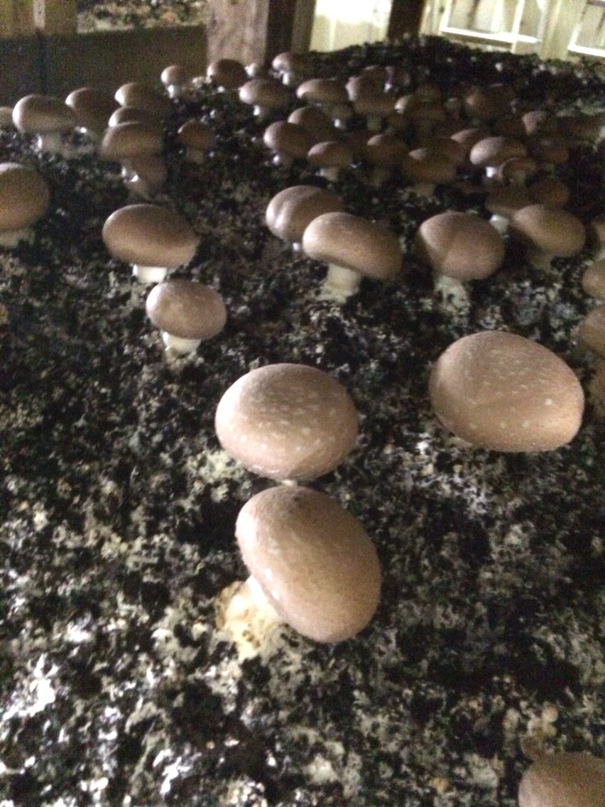 岡山県 生で召し上がれ 雪のような真っ白マッシュルーム 後編 まつのblog We Like Vegetables