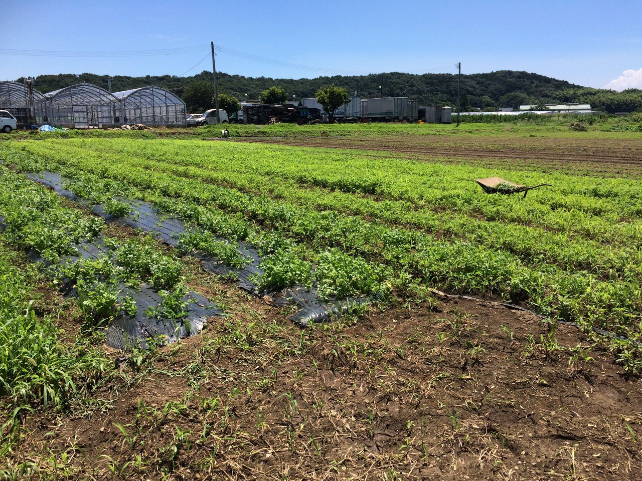 熊本県 好き 嫌い 絶品 熊本県産パクチー まつのblog We Like Vegetables