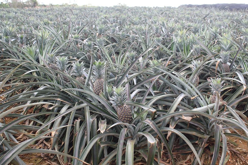 沖縄県 食べ比べたい品種いろいろパイナップル まつのblog We Like Vegetables