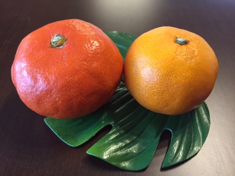 mikan2