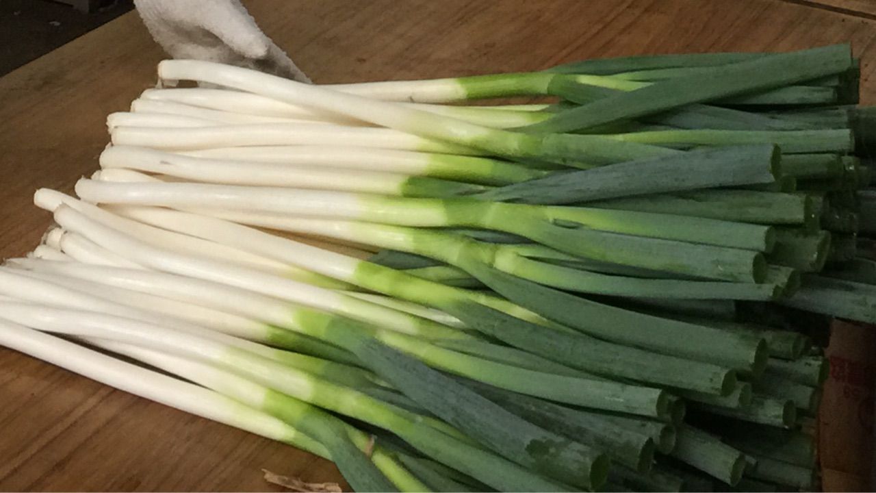 青森県 十和田の ぼけしらず ネギの収穫 出荷が始まりました まつのblog We Like Vegetables
