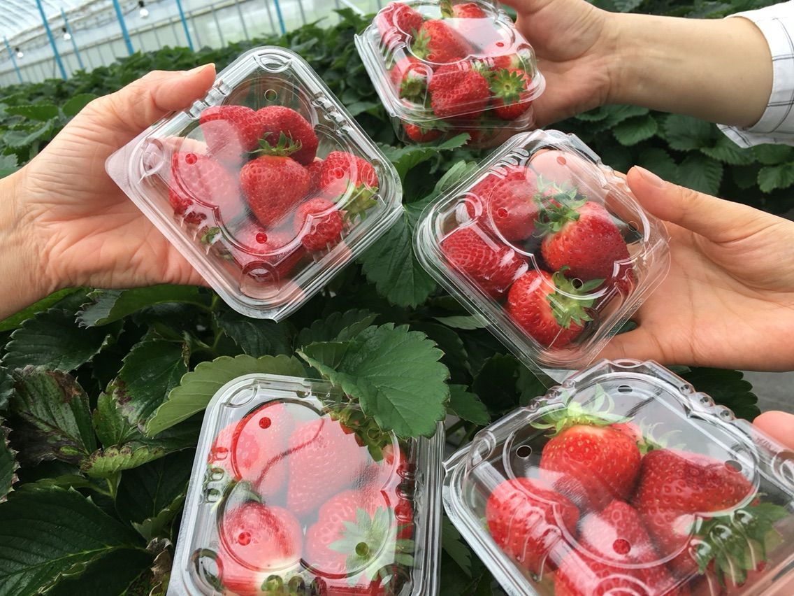 岩手県 農業と福祉をつなぐ田原農園 夏イチゴの産地化を目指して まつのblog We Like Vegetables 岩手県 農業と福祉をつなぐ田原農園 夏イチゴの産地化を目指して まつのblog We Like Vegetables
