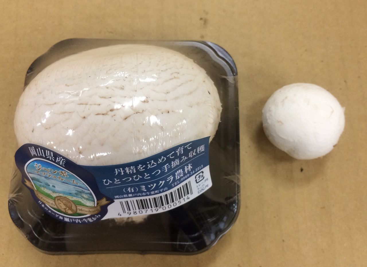 岡山県 生で召し上がれ 雪のような真っ白マッシュルーム 後編 まつのblog We Like Vegetables