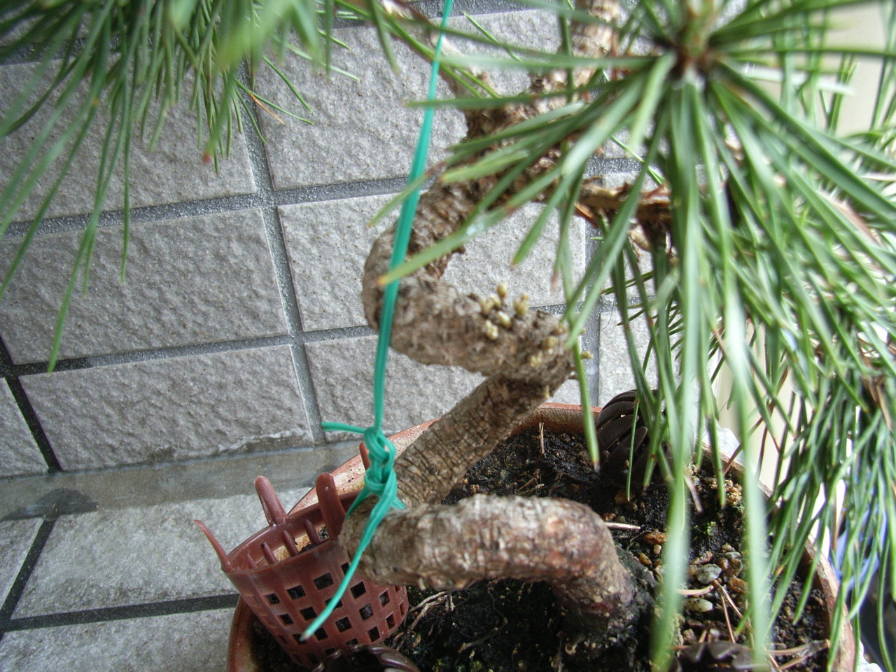 黒松盆栽の胴の部分から芽吹き 千葉の おっつぁん