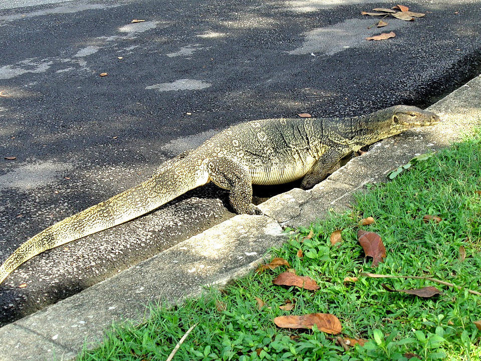 が大特価 世界のオオトカゲ オオトカゲの世界 オオトカゲのの自然史 爬虫類 爬虫類 両生類用品