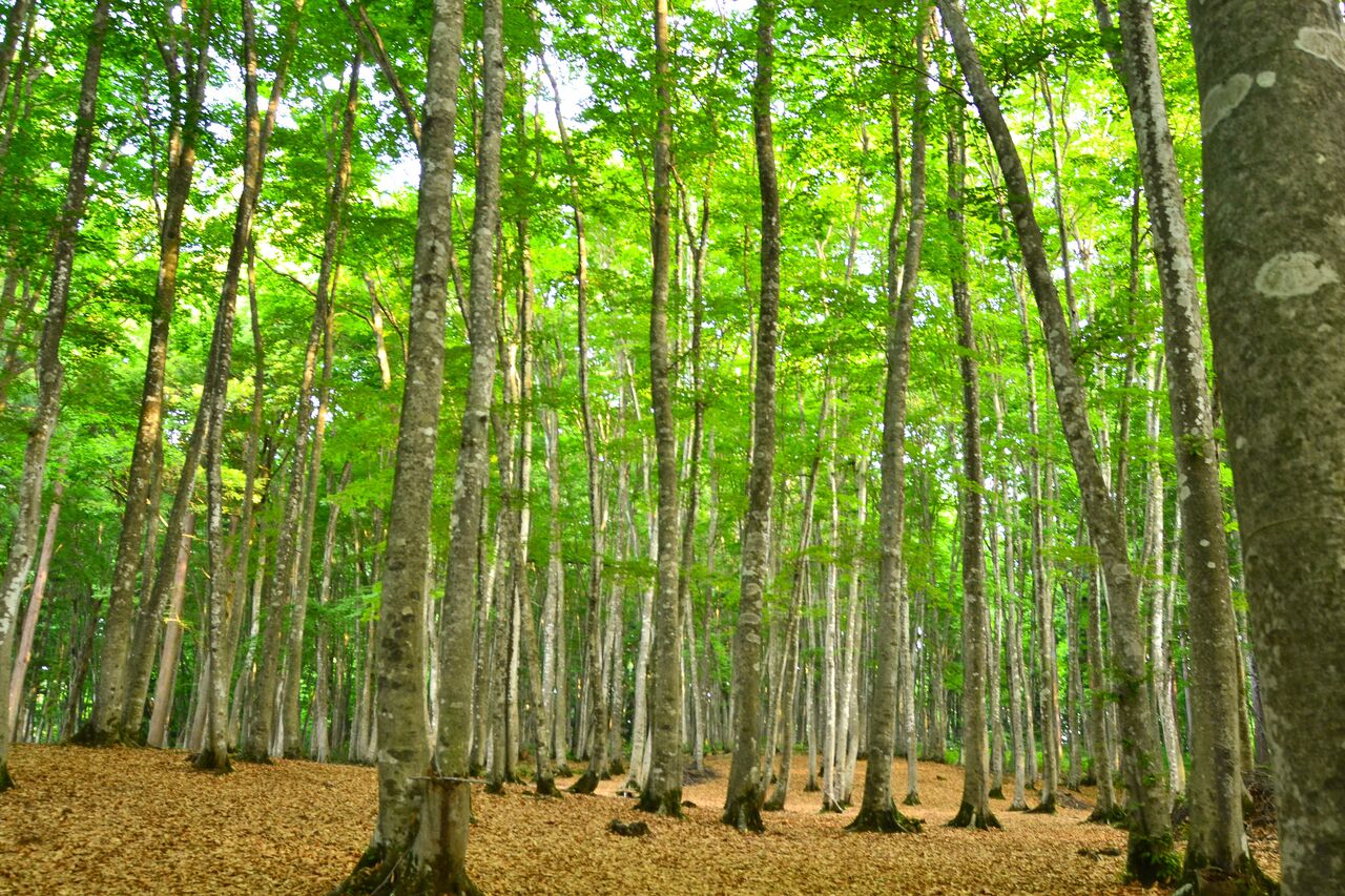 日本の原風景 : 美人林（新潟県十日町市）