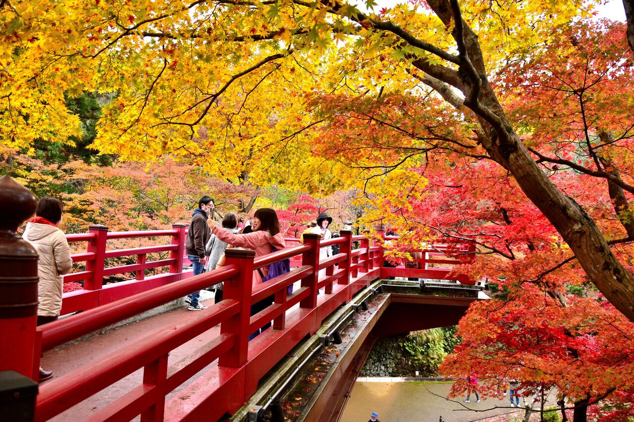 もみじ谷 の紅葉が見ごろ 新潟県弥彦村 日本の原風景