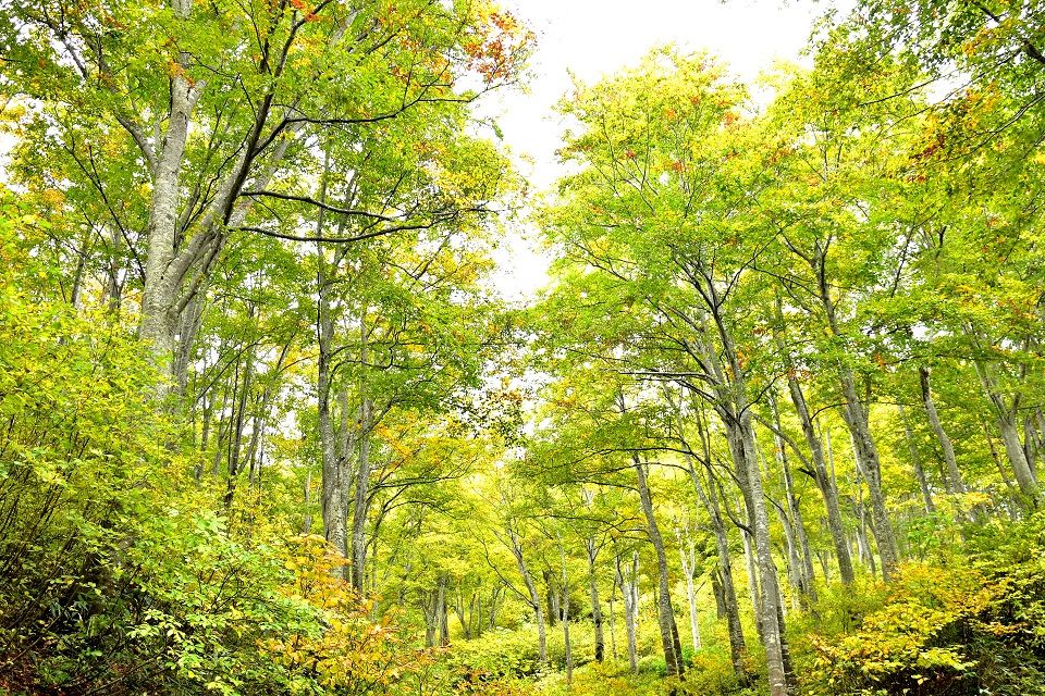 ブナの原生林 日本の原風景 ブナの原生林 日本の原風景