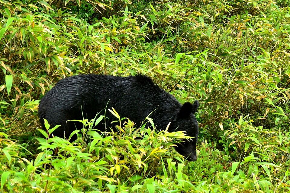 初の クマ出没特別警報 新潟県 日本の原風景 初の クマ出没特別警報 新潟県 日本の原風景