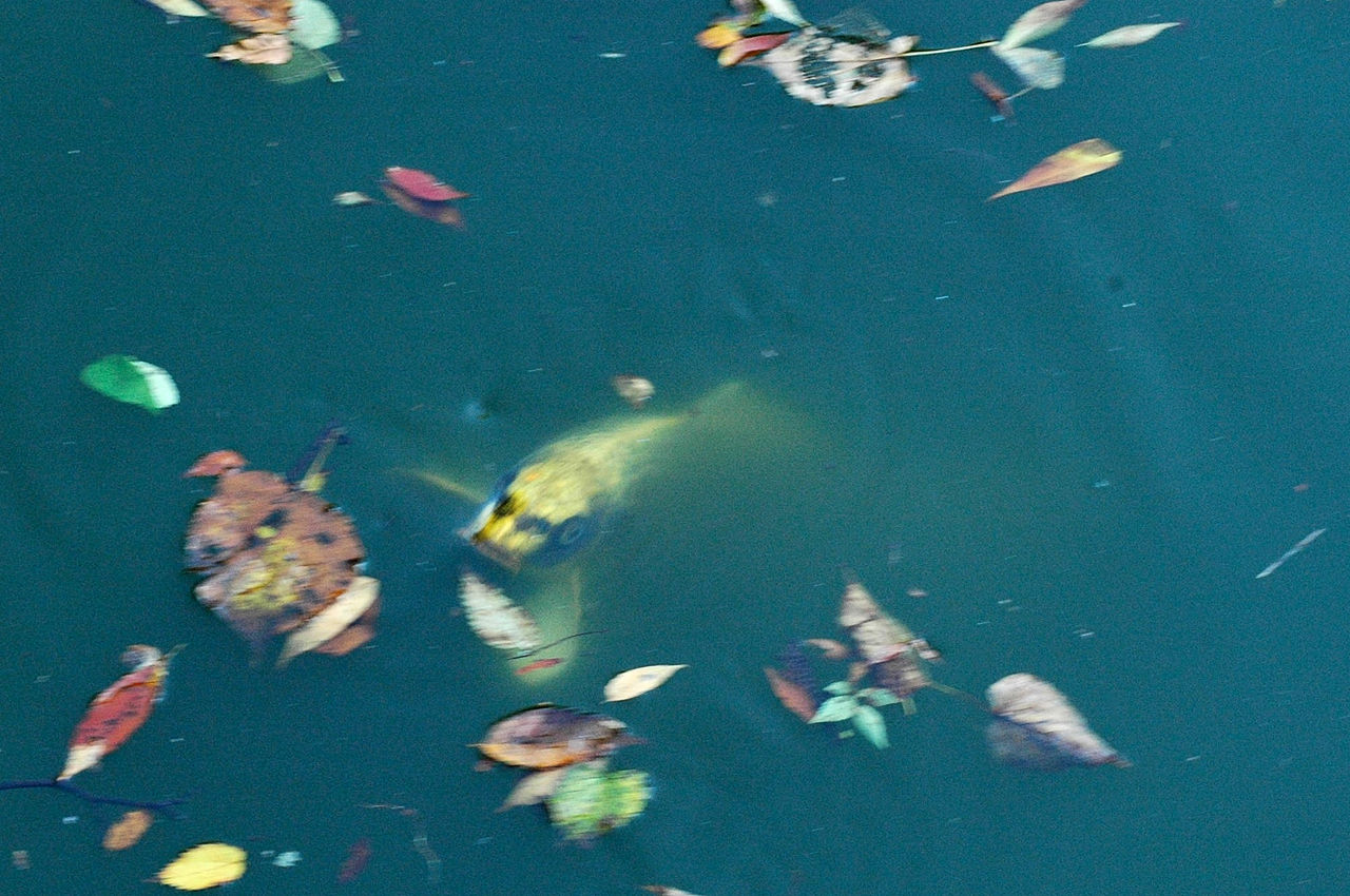 善宝寺 の人面魚 山形県鶴岡市 日本の原風景