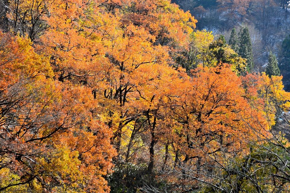 日本の原風景 晩秋の彩り 日本の原風景 晩秋の彩り