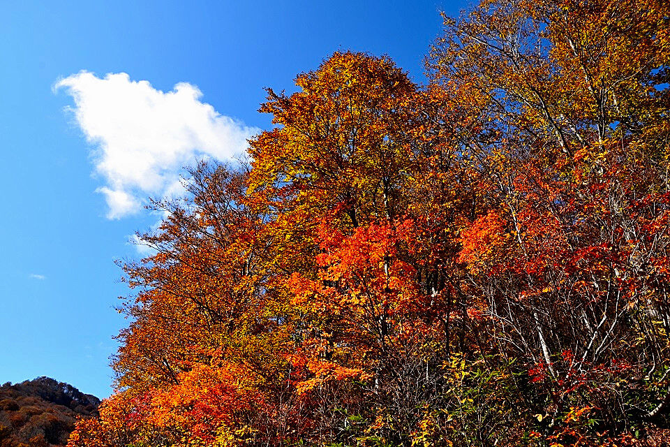 ふる里の紅葉 十日町市松之山 日本の原風景