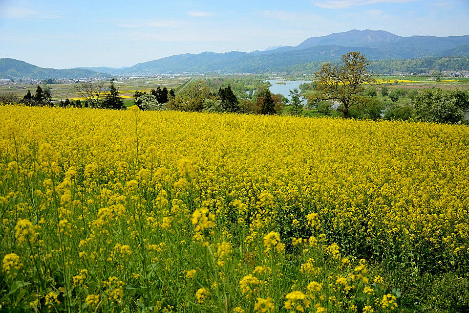 菜の花が見頃 長野県飯山市 日本の原風景