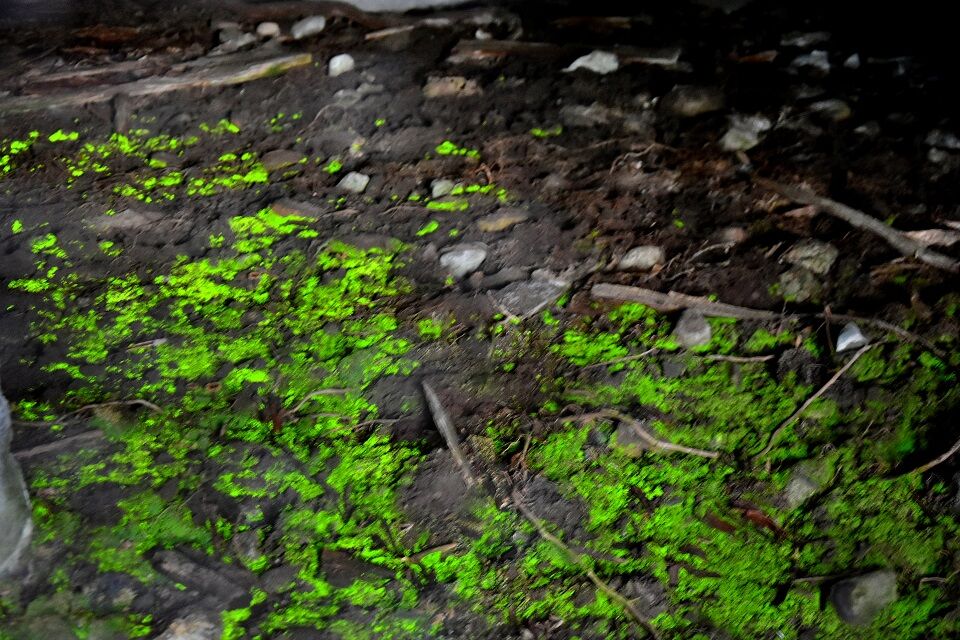 新潟県湯沢町に光苔 三俣の伊米神社 日本の原風景