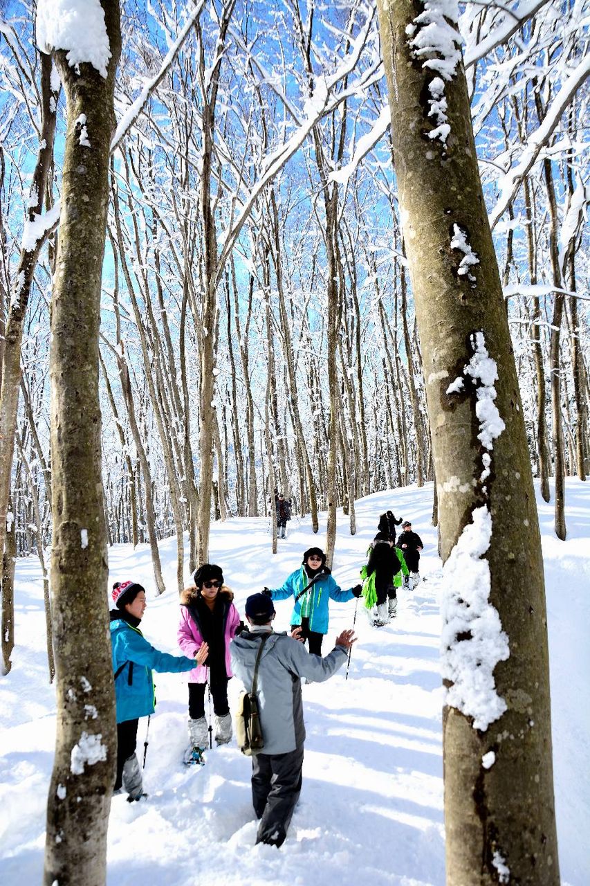 冬の美人林 でスノーシュー体験 韓国のツアー客が楽しむ 日本の原風景