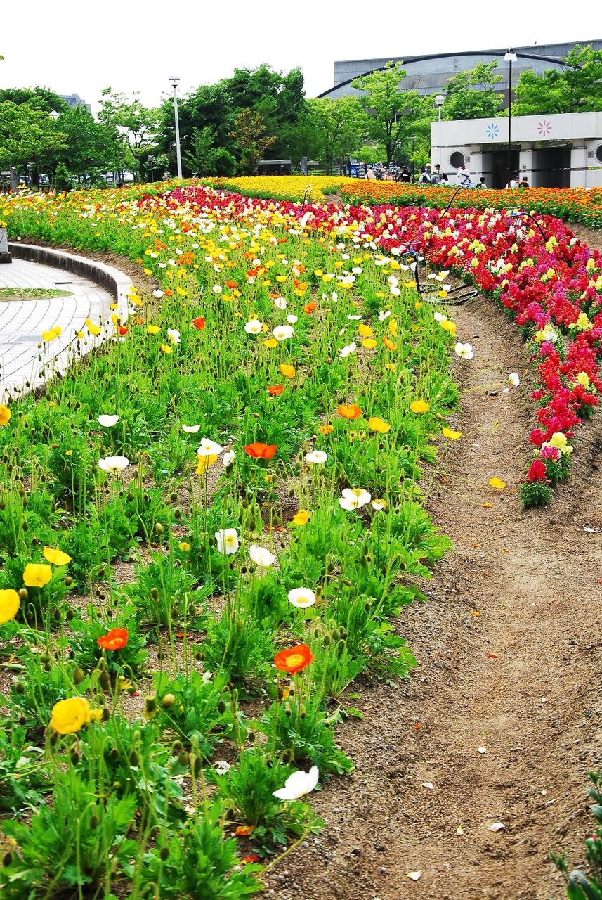 長岡市の 花の広場 見ごろ 日本の原風景