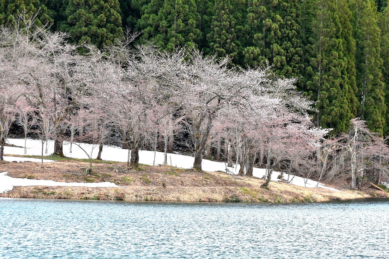 中子の桜が開花 新潟県津南町 日本の原風景 中子の桜が開花 新潟県津南町 日本の原風景