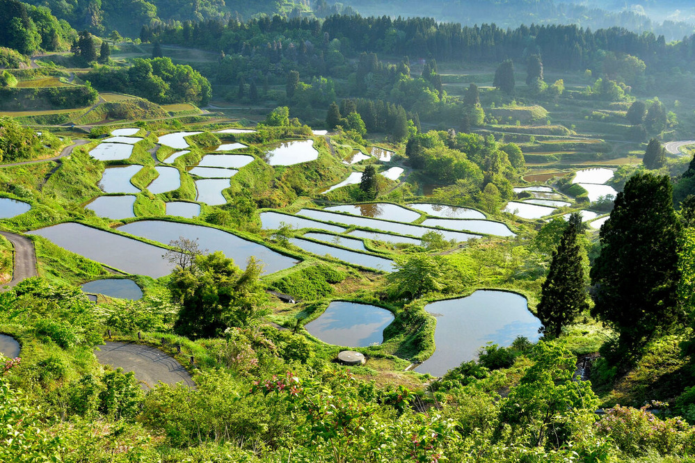 日本の原風景 : 星峠の棚田（5月16日）