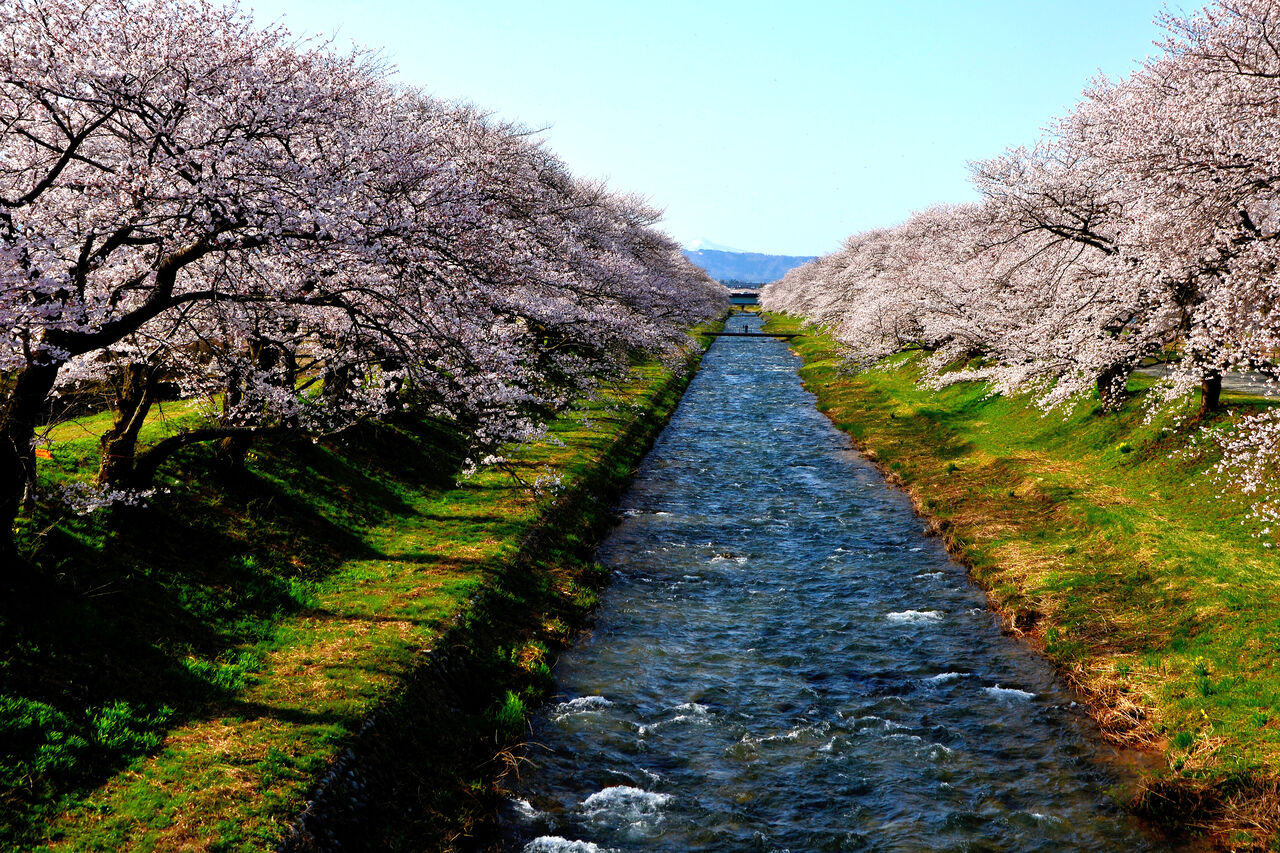人気スポット 春の四重奏 富山県朝日町 日本の原風景