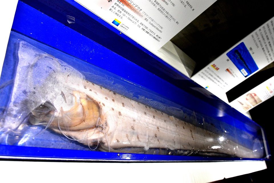リュウグウノツカイ」展示終わる（上越市立水族博物館） : 日本の原風景