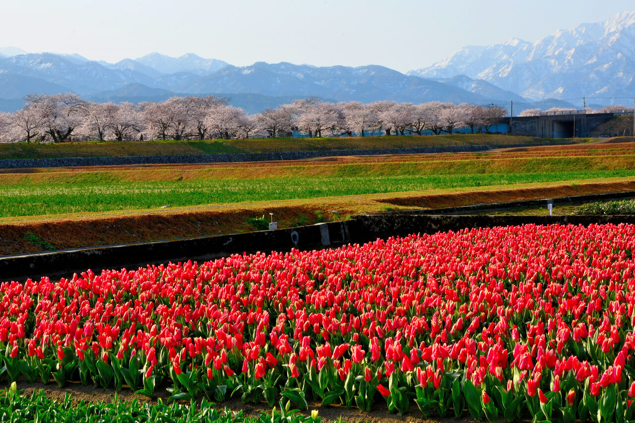 人気スポット 春の四重奏 富山県朝日町 日本の原風景