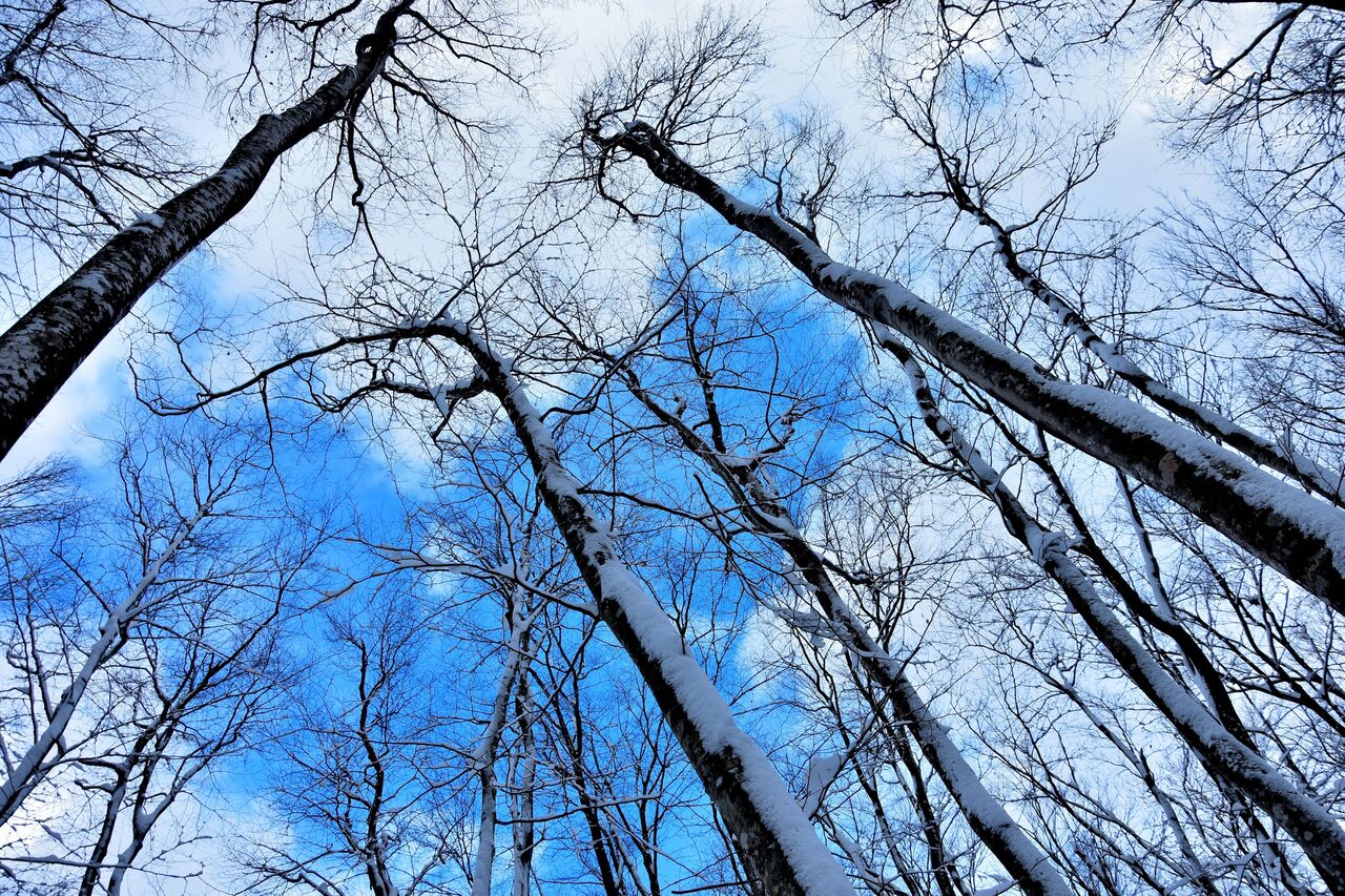 雪木立, おのいれてかにおどろくや – WQHUET