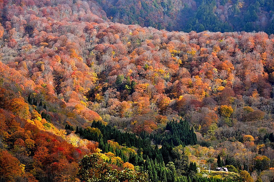 秋山郷の紅葉 新潟県 長野県 日本の原風景