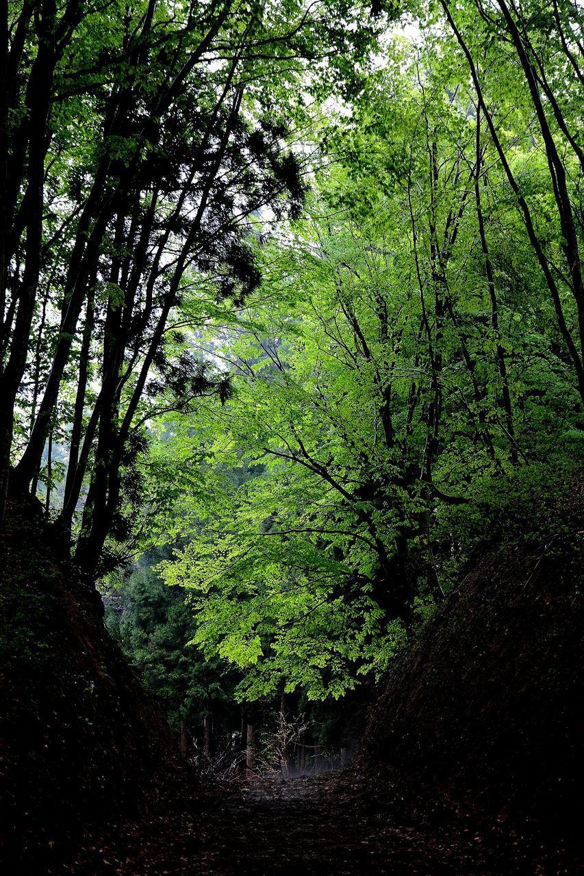 日本の原風景 : 新緑