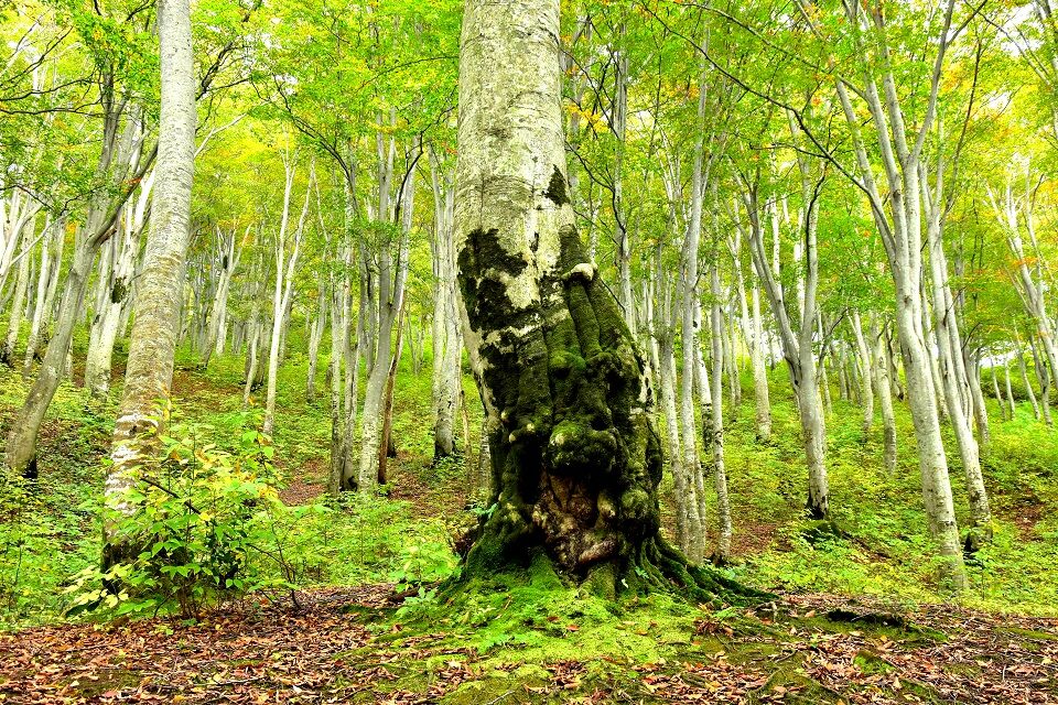 原生林 日本の原風景 原生林 日本の原風景