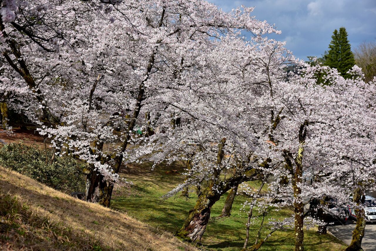 新潟県長岡市の桜 悠久山公園 日本の原風景 新潟県長岡市の桜 悠久山公園 日本の原風景