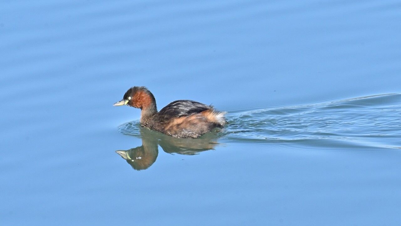 続々・冬鳥（水鳥）飛来 : 祭人ぶらり散歩日記Ⅳ