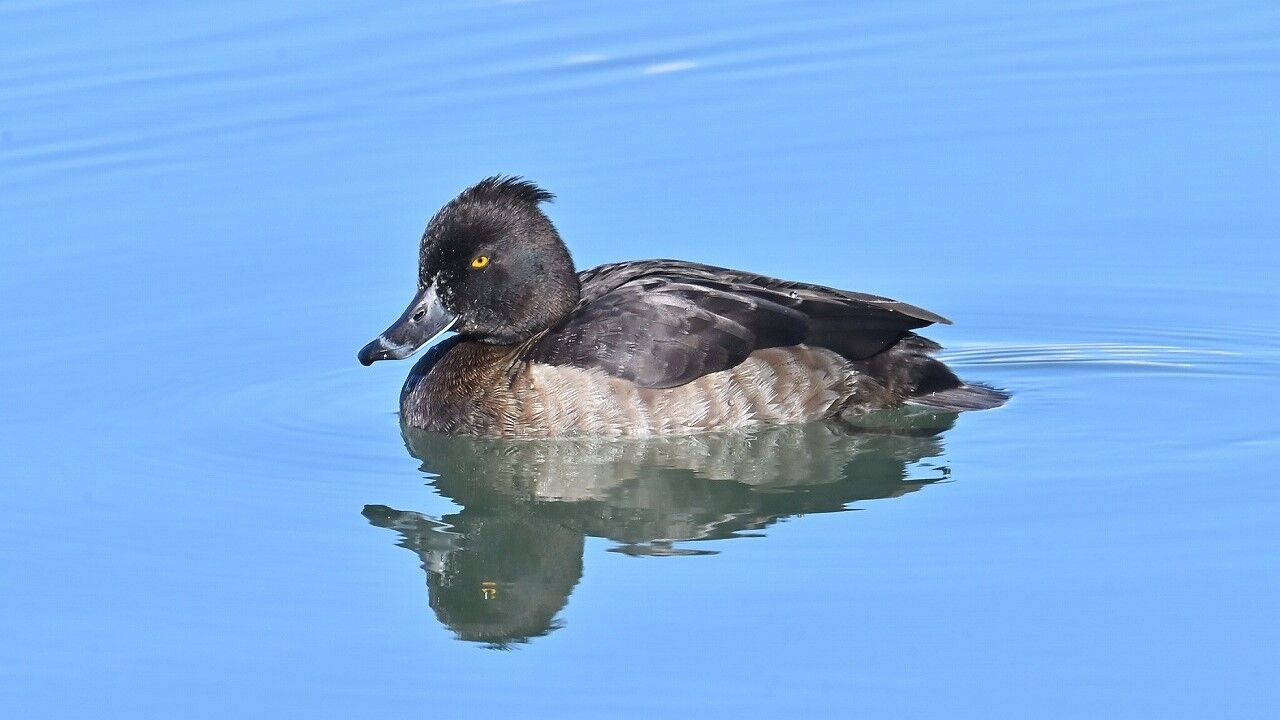 続々・冬鳥（水鳥）飛来 : 祭人ぶらり散歩日記Ⅳ