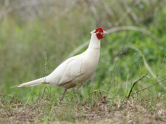 珍しい白化キジと出会うと幸運が来るとか 鳥友さんの撮影から 祭人ぶらり散歩日記 珍しい白化キジと出会うと幸運が来るとか 鳥友さんの撮影から 祭人ぶらり散歩日記