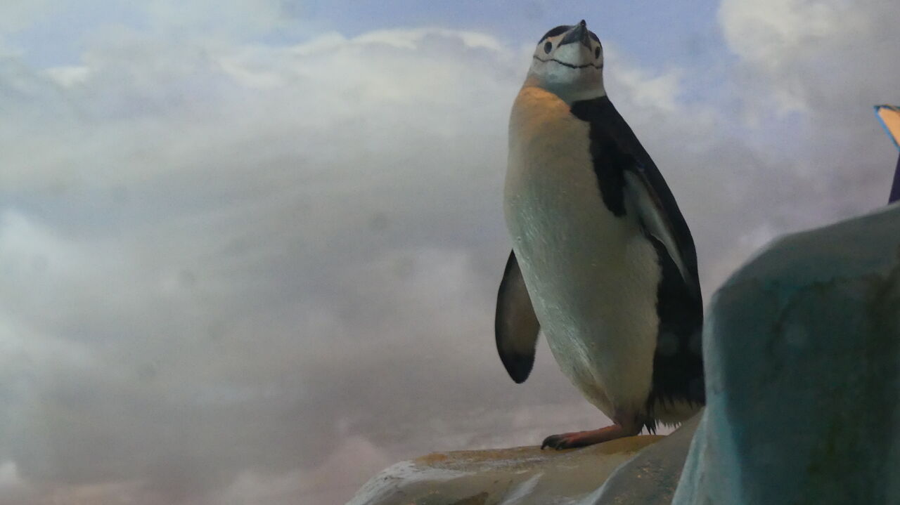 珍 ヒゲペンギン 祭人ぶらり散歩日記