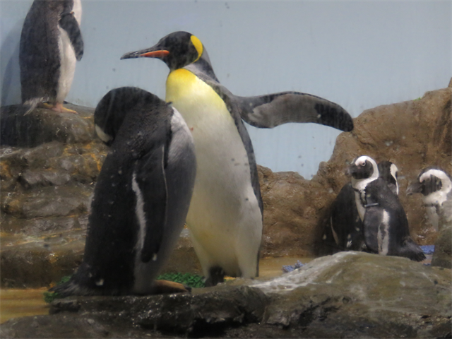 祭人ぶらり散歩日記Ⅳ
	  ペンギン６種類（水族館・動物園いて）
	コメント