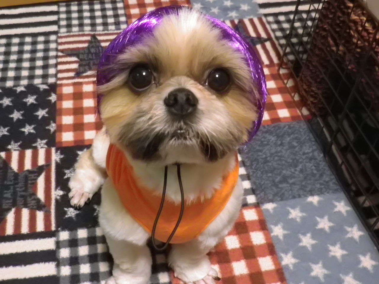 ハロウィン シーズー犬 ｇａｒａｍ
