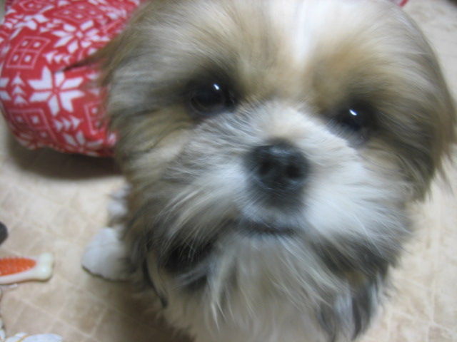 鼻涙管洗浄 シーズー犬 ｇａｒａｍ