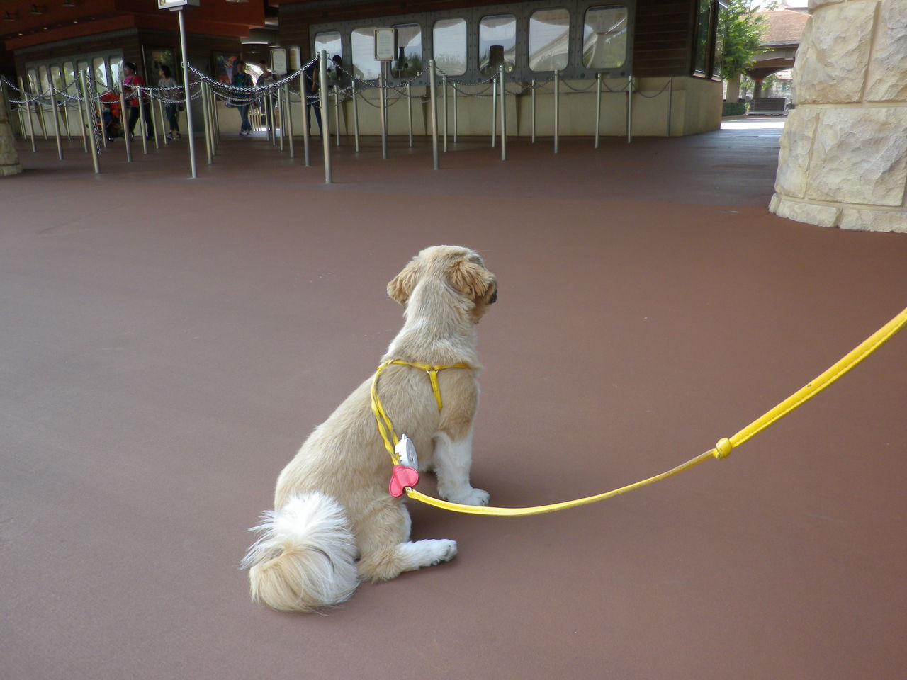 愛犬とディズニーシー シーズー犬 garam 愛犬とディズニーシー シーズー犬 garam