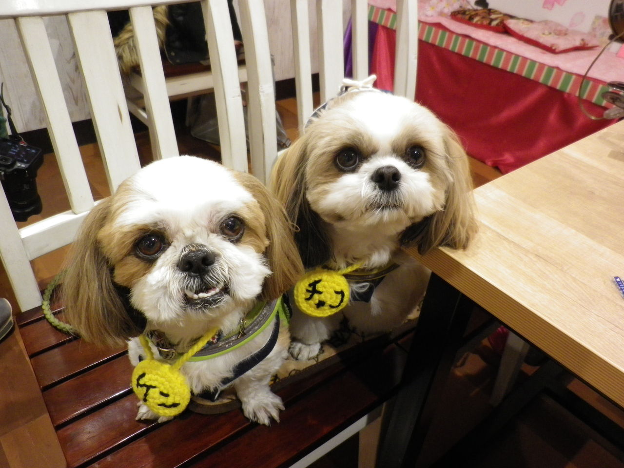 シーズーオフ会 シーズー犬 ｇａｒａｍ