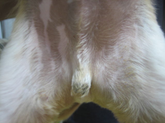 手術7日後 抜糸 シーズー犬 ｇａｒａｍ