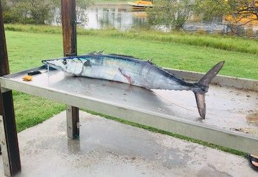 スパニッシュ マカレル モーン恋愛読本