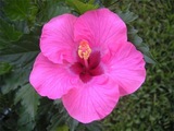 mhibiscus