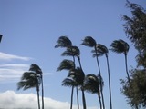 windypalm2