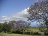 jacarandak