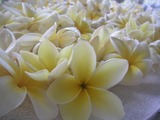 plumeria