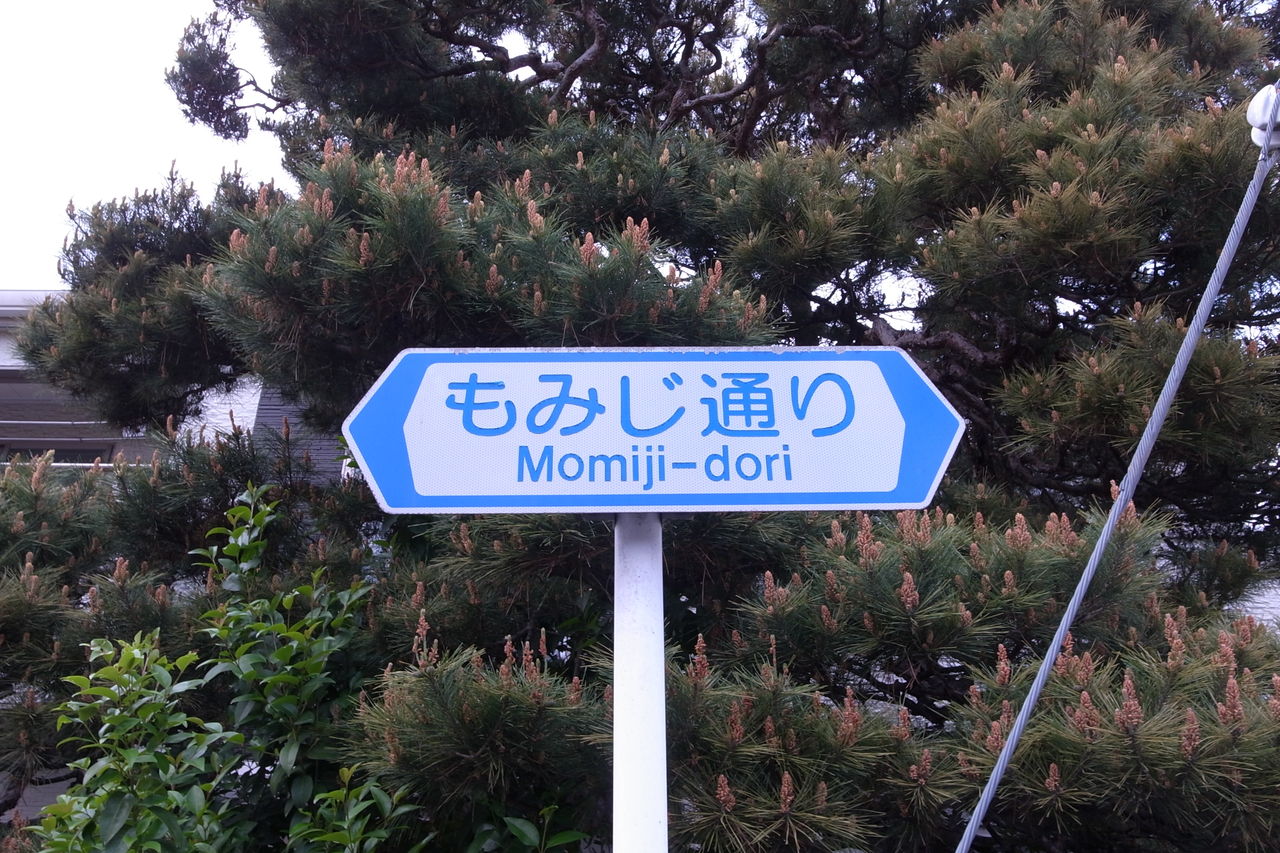 宇都宮のもみじ通り 栃木県宇都宮市 建物を観て廻るかい