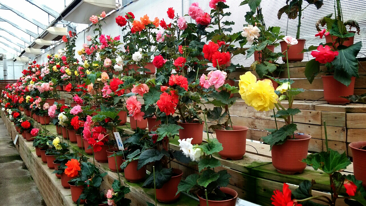 日光市 花いちもんめ 人生を最高に楽しみたい 日光市 花いちもんめ 人生を最高に楽しみたい