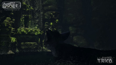 psls-trico-63334