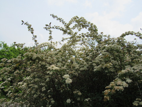26年4月25日今日の散歩道の花 012